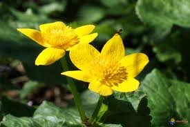 vivace_CALTHA_PALUSTRIS_2.jpg