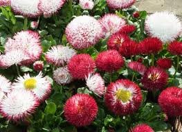 vivace_bellis_perennis_pomponette_rouge_2.jpg