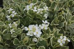 ARABIS_CAUCASICA_VARIEGATA.png