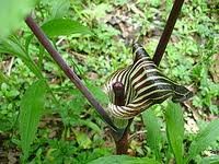 ARISAEMA_TRIPHYLLUM.jpg