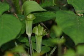 ARISAEMA_TRIPHYLLU_2.jpg