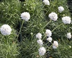 armeria_maritima_alba.jpg