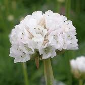 armeria_maritima_alba_2.png