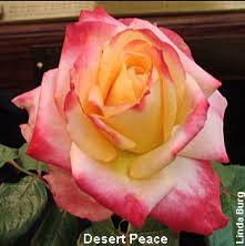 Desert_peace.png