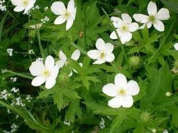 ANEMONE_CANADENSIS.jpg