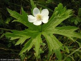 ANEMONE_CANADENSIS_2.jpg