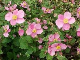 ANEMONE_HUPEHENSIS_SEPTEMBER_CHARM.jpg