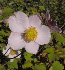 ANEMONE_HUPEHENSIS_SEPTEMBER_CHARM_2.jpg