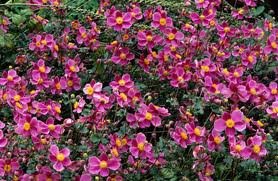 ANEMONE_HUPEHENSIS_SPLENDENS.jpg