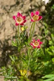 ANEMONE_MULTIFIDA_2.jpg