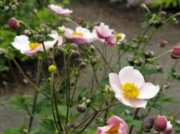 ANEMONE_VITIFOLIA_ROBUSTISSIMA.png