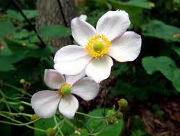 ANEMONE_VITIFOLIA_ROBUSTISSIMA_2.jpg