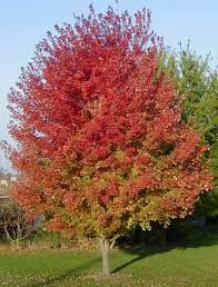 ACER_FREEM_AUTUMN_BLAZE.jpg