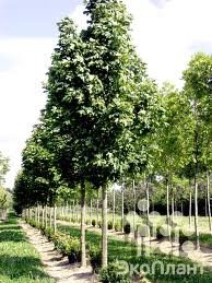 ACER_PLAT_COLUMNARE_2.jpg