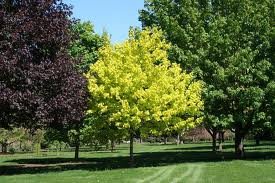 ACER_PLAT_PRINCETON_GOLD.jpg