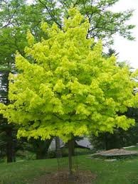 ACER_PLAT_PRINCETON_GOLD_2.jpg