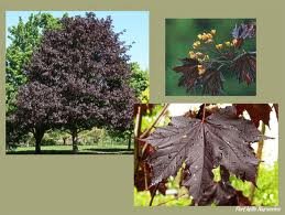 ACER_PLAT_ROYAL_RED_2.jpg