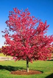 ACER_RUBRUM.jpg