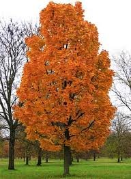 ACER_SACCHARUM_COLUMNARE.jpg