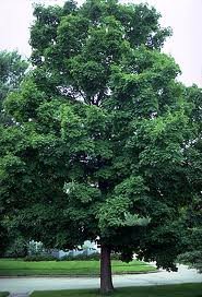 Arbre_ACER_SACCHARUM_2.jpg