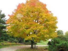 ACER_SACCHARUM_GREEN_MOUNTAIN_2.jpg