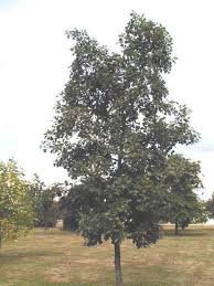 ALNUS_GLUT_IMPERIALIS.jpg