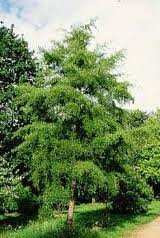 ALNUS_GLUT_IMPERIALIS_2.jpg