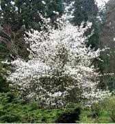 AMELANCHIER_CAN_BALLERINA.jpg