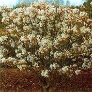 AMELANCHIER_CAN_BALLERINA_2.jpg