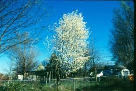 AMELANCHIER_LAEVIS_CUMULUS.jpg