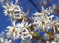 AMELANCHIER_LAEVIS_SPRING_FLURRY.jpg