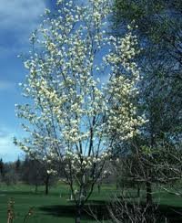 AMELANCHIER_LAEVIS_SPRING_FLURRY_2.jpg