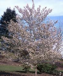 AMELANCHIER_X_GRAND_PRINCESS_DIANA.jpg