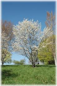 AMELANCHIER_X_GRAND_PRINCESS_DIANA_2.jpg