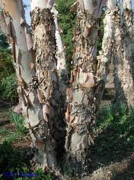 BETULA_NIGRA_HERITAGE.jpg