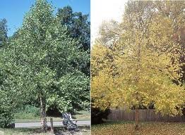 BETULA_NIGRA_HERITAGE_2.jpg