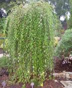 BETULA_NIGRA_SUMMER_CASCADE.jpg