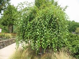 BETULA_NIGRA_SUMMER_CASCADE_2.jpg