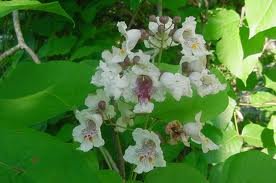 CATALPA_SPECIOSA.jpg