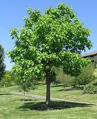 CATALPA_SPECIOSA_2.jpg