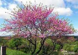 CERCIS_ANADENSIS_2.jpg