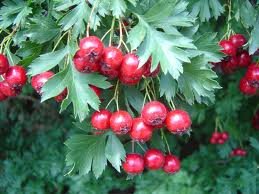 CRATAEGUS_AMBIGUA.jpg