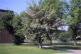 CRATAEGUS_TOBA.jpg