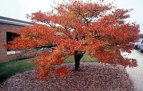 CRATAEGUS_VIRIDIS_WINTER_KING.jpg