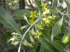 ELAEAGNUS_ANGUSTIFOLIA.jpg