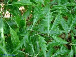 FAGUS_SYLV_ASPLENIFOLIA_2.jpg