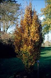 FAGUS_SYLV_DAWICK_GOLD.jpg