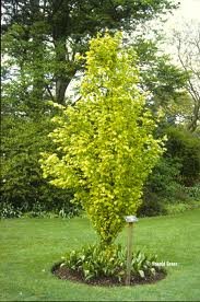 FAGUS_SYLV_DAWICK_GOLD_2.jpg