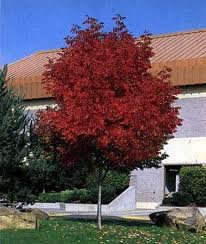 FRAXINUS_AMER_AUTUMN_PURPLE_2.jpg