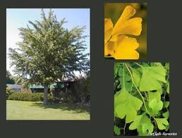 arbre_GINKGO_BIL._AUTUMN_GOLD_2.jpg